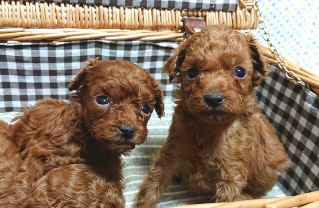 トイプードルの兄妹生まれました 山梨県甲府市の子犬ブリーダー イシハラブリーダー